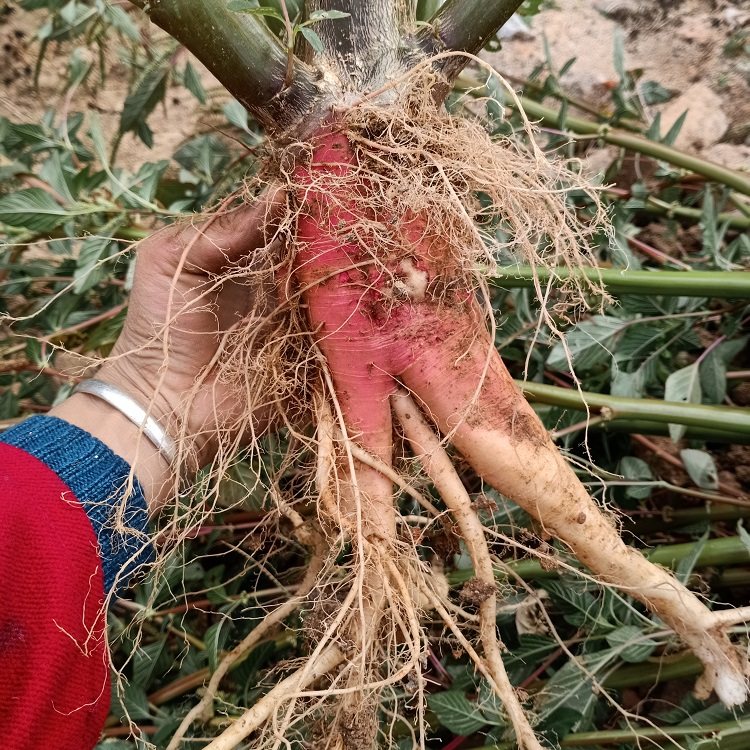 菜根正宗新鲜刺苋根红苋红菜头苋菜勒红梗苋猪母其他药食同源食品