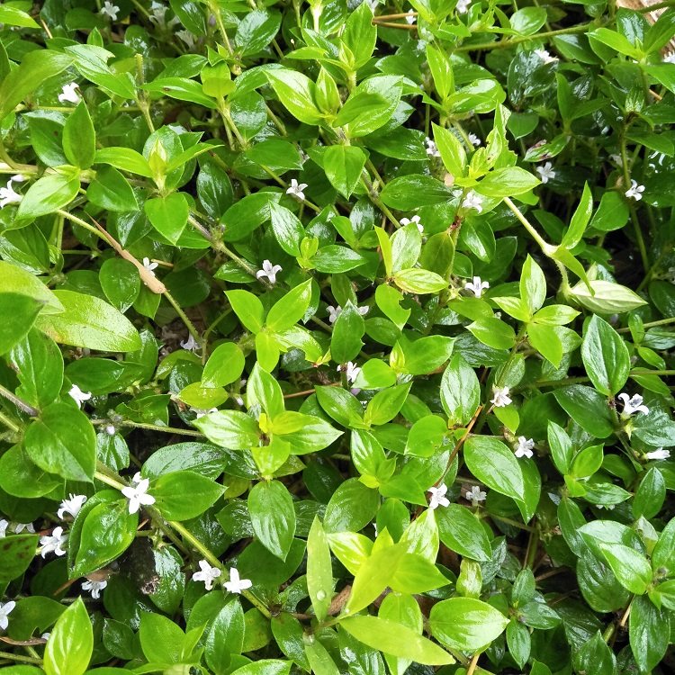 新鲜金毛耳草石打穿行路过路蜈蚣仙人坐草上山其他药食同源食品