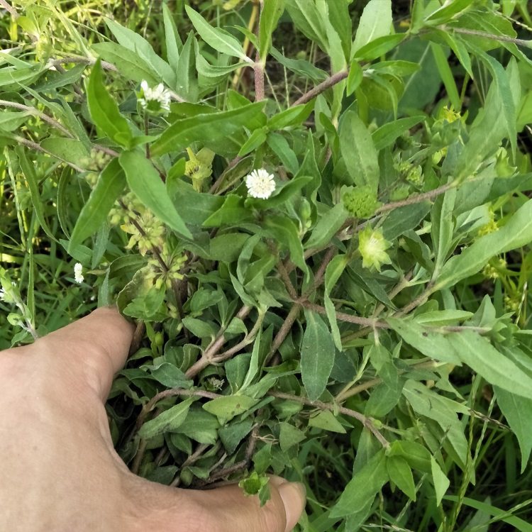 新鲜墨旱莲野生鳢肠乌田草旱莲草墨水乌心草黑墨草500g包邮莲子草