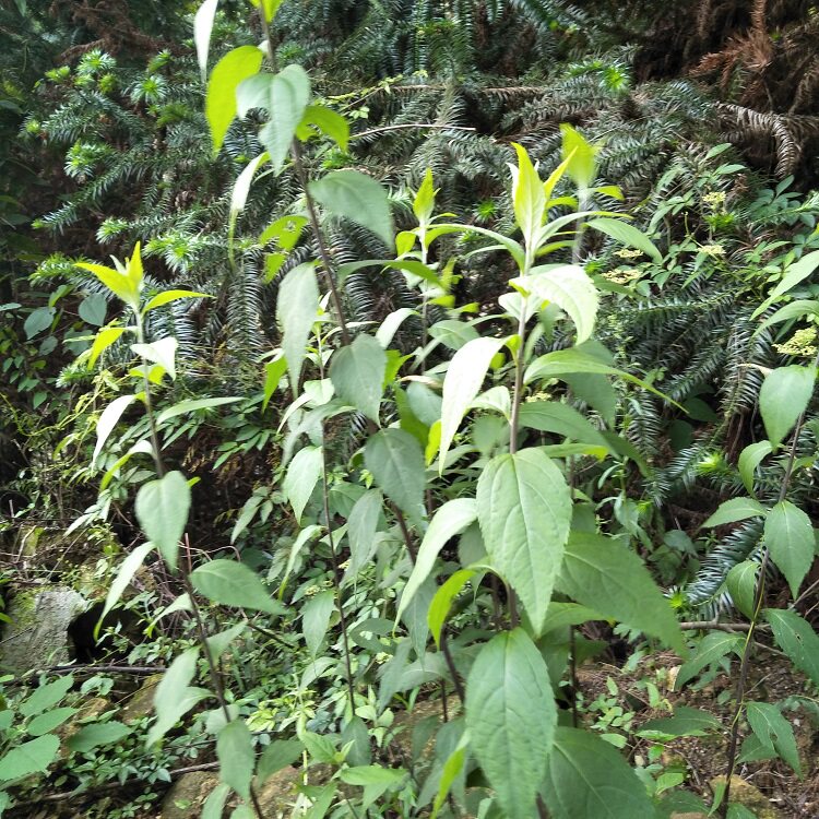 寄奴新鲜南刘奇蒿千米细白花九牛六月九里光苦连其他药食同源食品