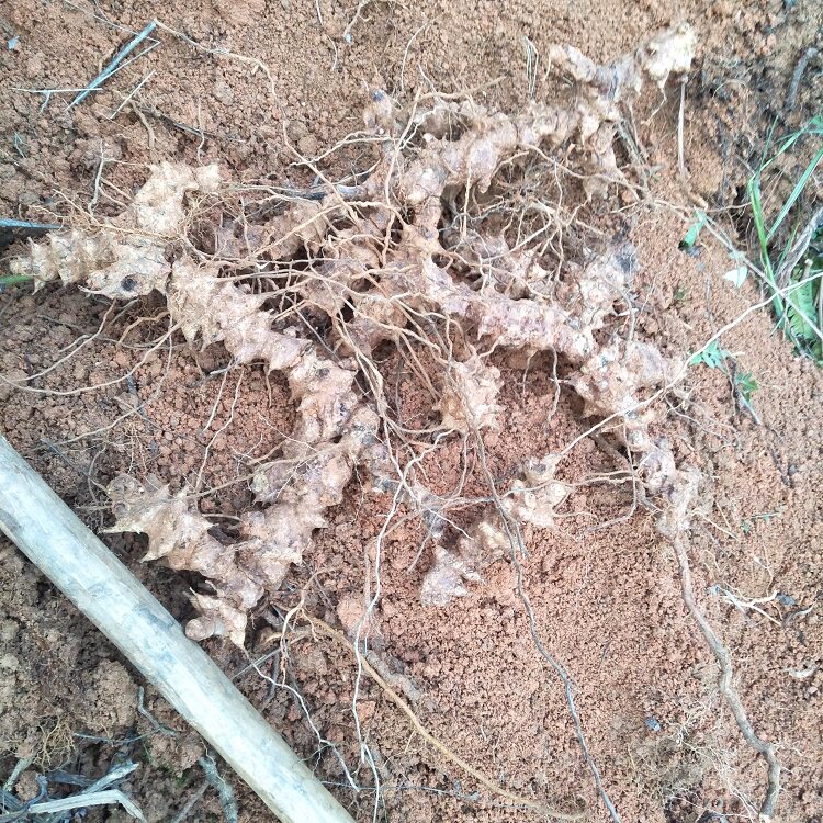 正宗生新鲜根500g铁菱角金刚藤菝葜