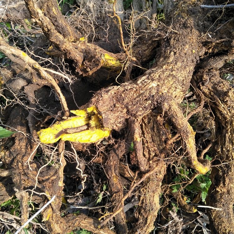 深山自挖十大功劳根茎土黄黄柏山黄连黄柏猫儿其他药食同源食品