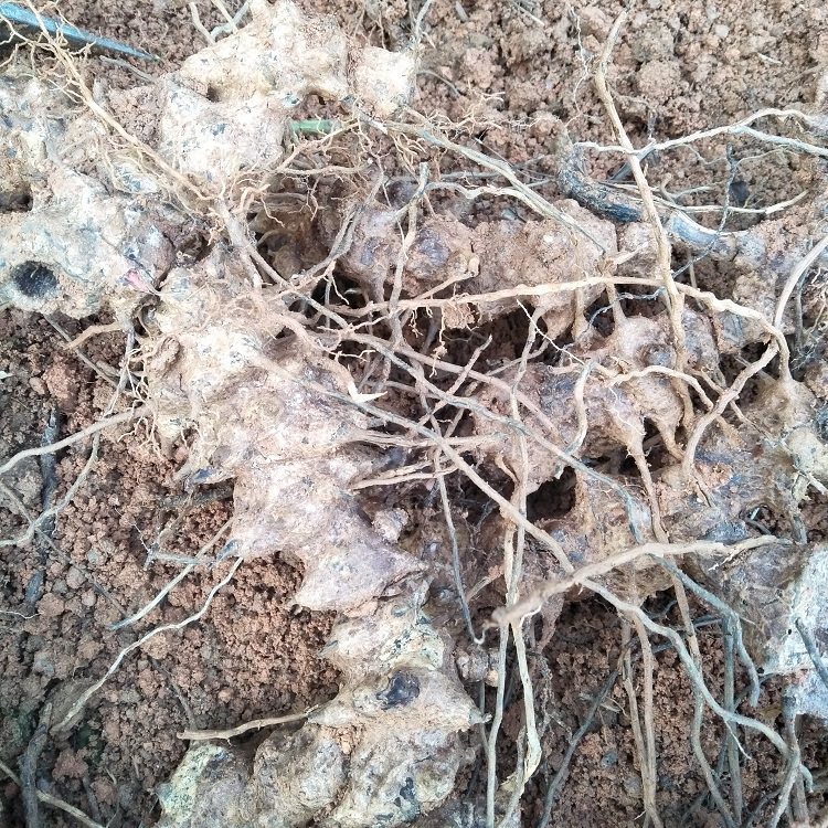 正宗生新鲜根500g铁菱角金刚藤菝葜