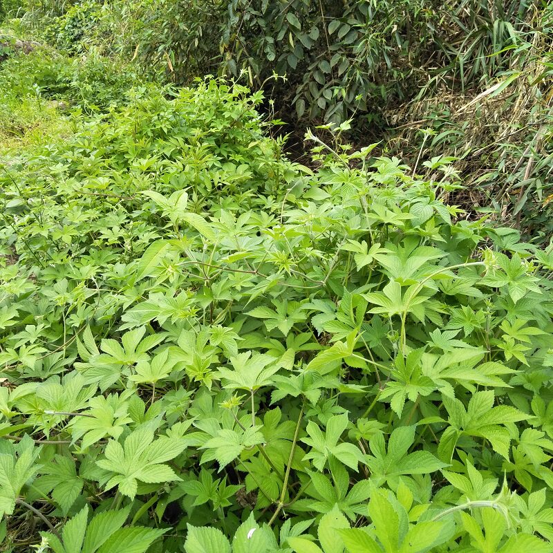 中草药野生新鲜葎草刺割人藤五爪龙去痱子宝宝洗澡现采500g拉拉秧