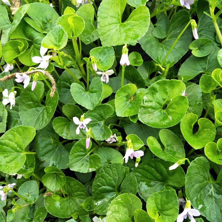 三百新鲜白花犁头草野如意草白棒红棒现500g其他药食同源食品