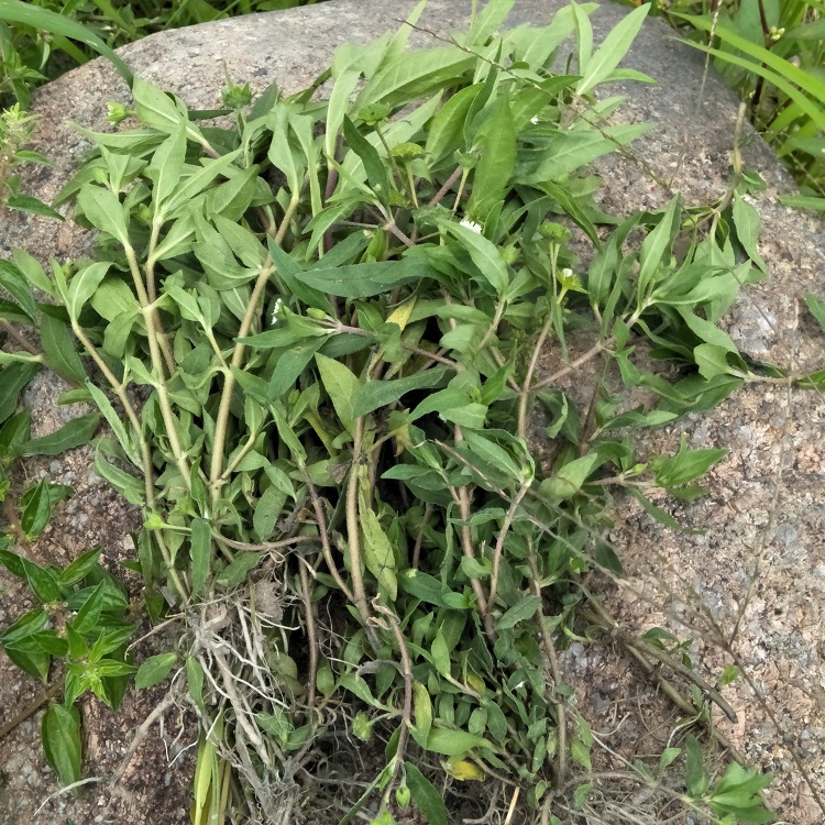 野生新鲜墨旱莲乌发 黑发 旱莲草 水旱莲 烂脚草 野葵花500g包邮