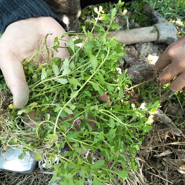 中草药野生新鲜鹅不食草滴鼻通鼻猪屎草鹅不吃草鲜品250g现采现发