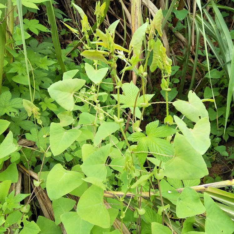 中草药新鲜杠板归野老虎脷河白草500g包邮梨头其他药食同源食品