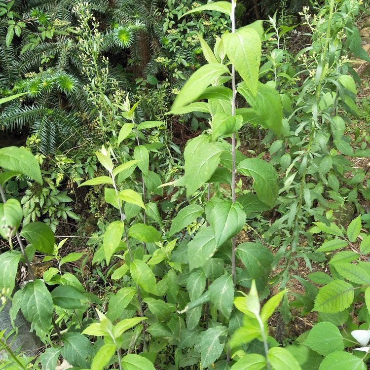 寄奴新鲜南刘奇蒿千米细白花九牛六月九里光苦连其他药食同源食品