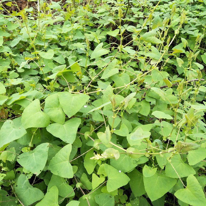 中草药新鲜杠板归野老虎脷河白草500g包邮梨头其他药食同源食品