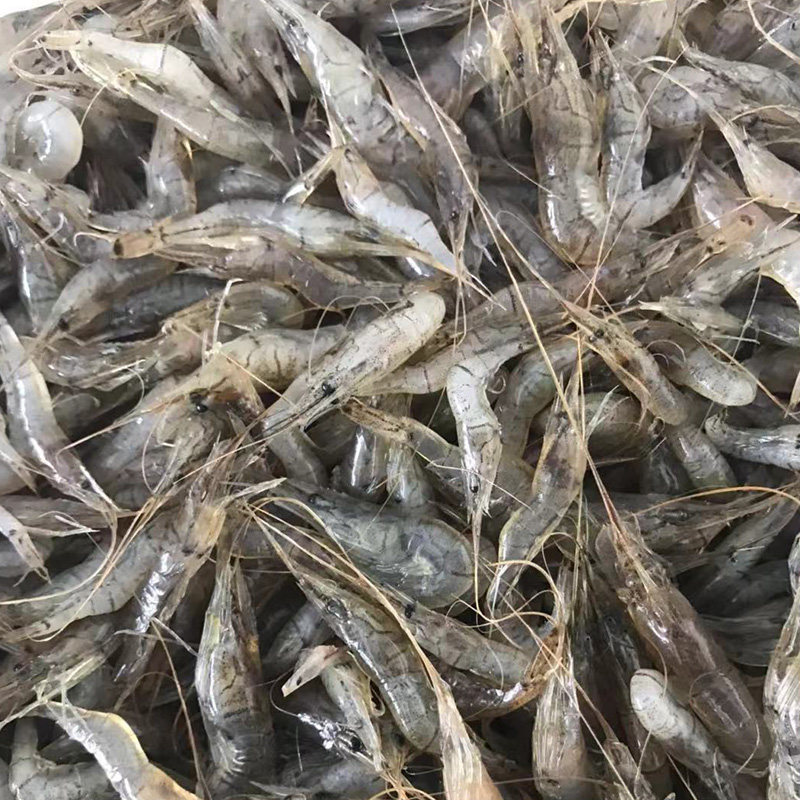 东北特产纯野野生淡水水产草虾小河新鲜青虾活虾