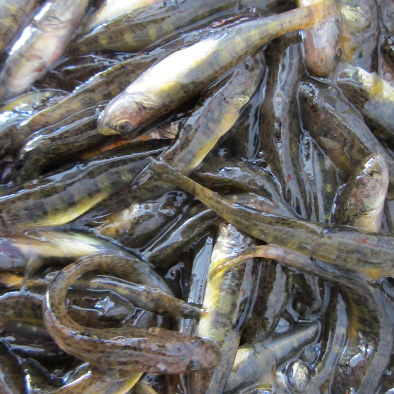 东北特产松花江石头缝鱼生鲜水产小杂麦穗丁子淡水鱼类