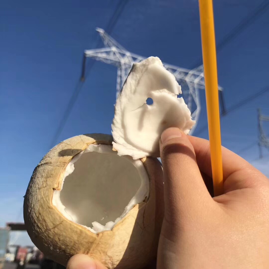 进口椰皇现货泰国12个树上cocoraya烤椰香水椰青