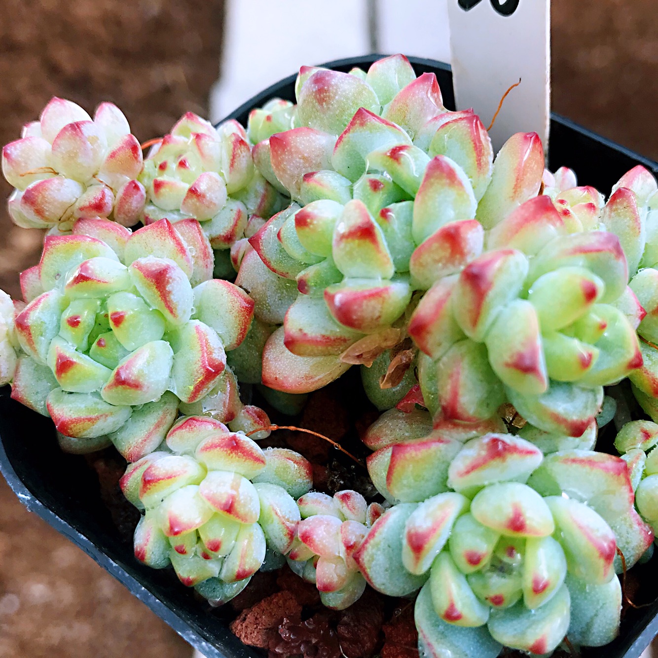 云南南多春上新款焦糖精灵实物如图植物肉露多肉植物