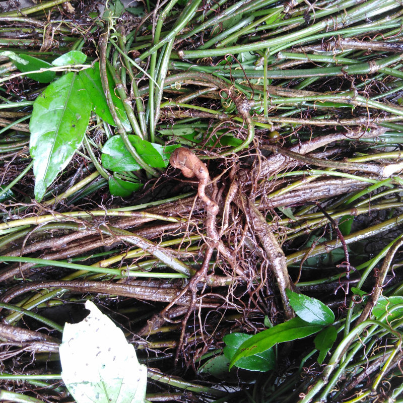 野生中草药材 三叶青三叶崖爬藤金线吊葫芦石老鼠蛇附子 滕叶500g