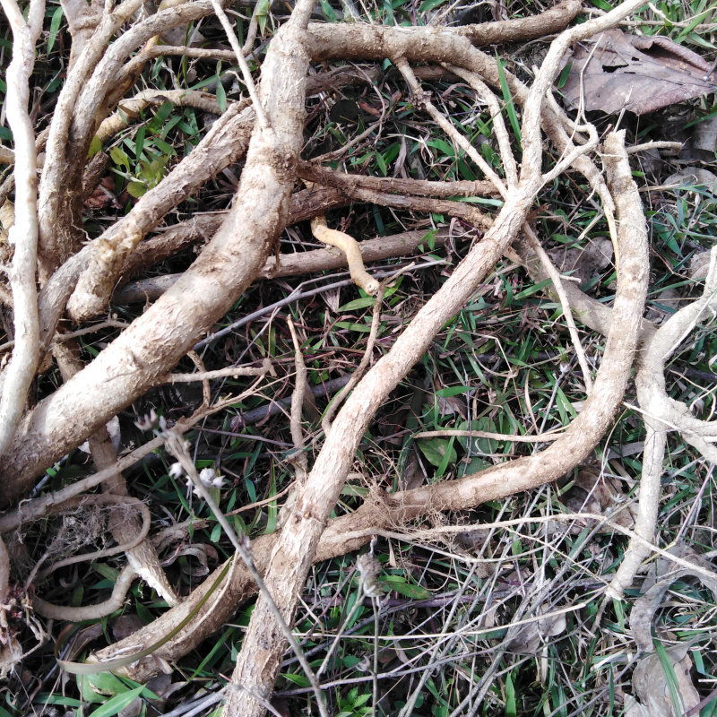 新晒中草药药材楤木根鹊不踏鸟不宿鹰不扑樬木根其他药食同源食品