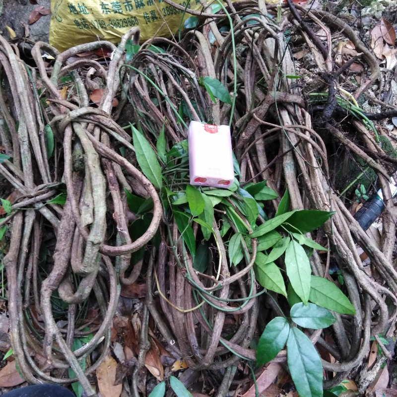 野生中草药材 三叶青三叶崖爬藤金线吊葫芦石老鼠蛇附子 滕叶500g
