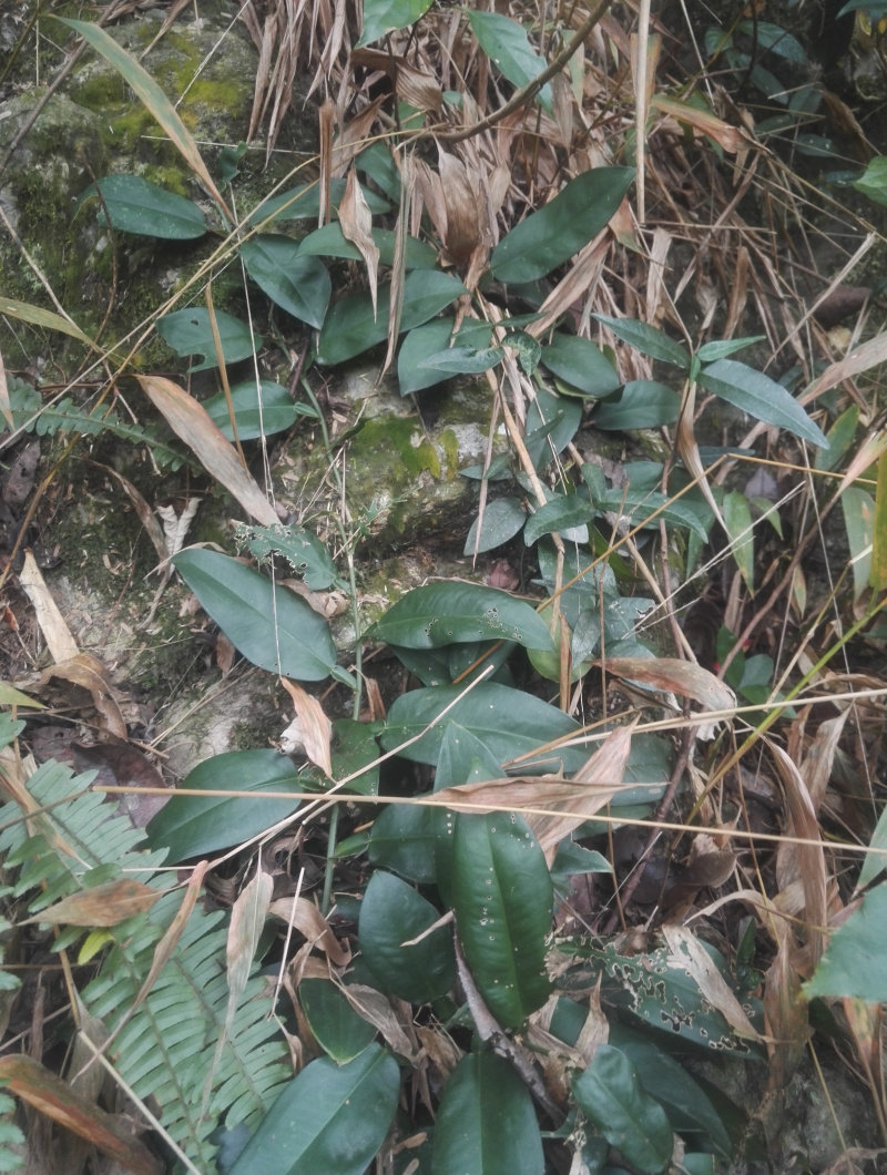 野生中草药材石柑子 石蒲藤 石气柑 巴岩香 石葫芦 吊绿萝 500g