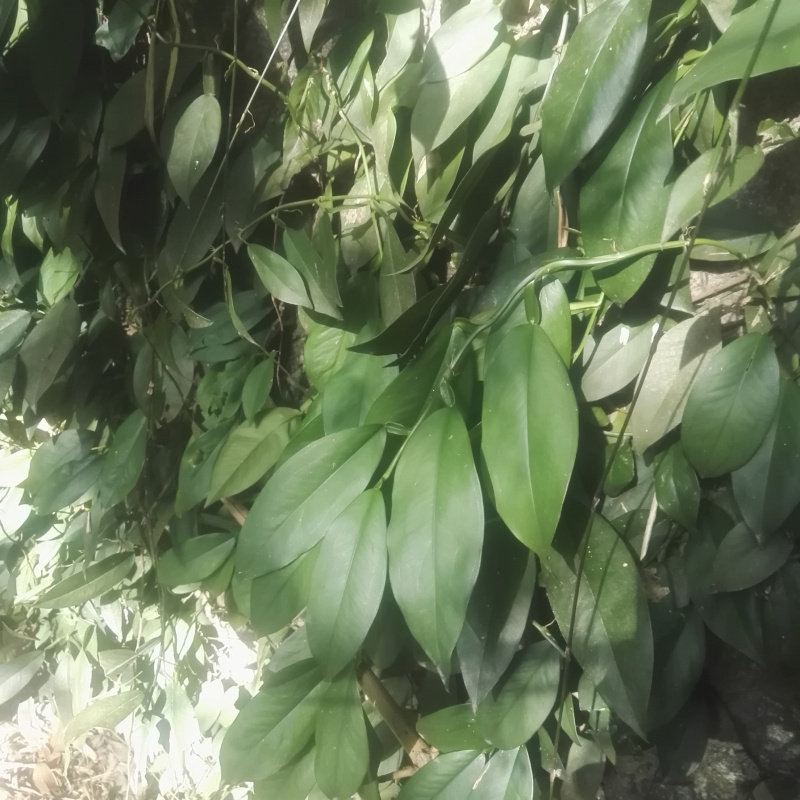 野生中草药材石柑子 石蒲藤 石气柑 巴岩香 石葫芦 吊绿萝 500g