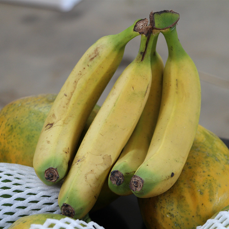 芭蕉新鲜水果广西酸甜大芭蕉牛蕉香蕉巴焦10斤包邮非粉蕉小米蕉