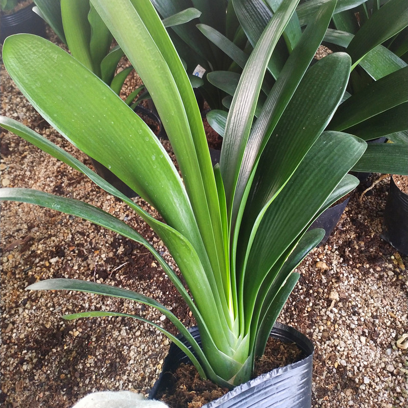 君子兰品种胜利立板盆栽鲜花花卉时令草本花卉