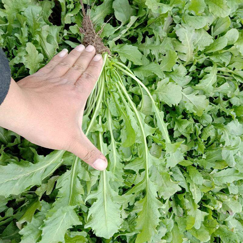 荠菜种子秋冬四季阳台盆栽野菜野生大叶青菜摆件
