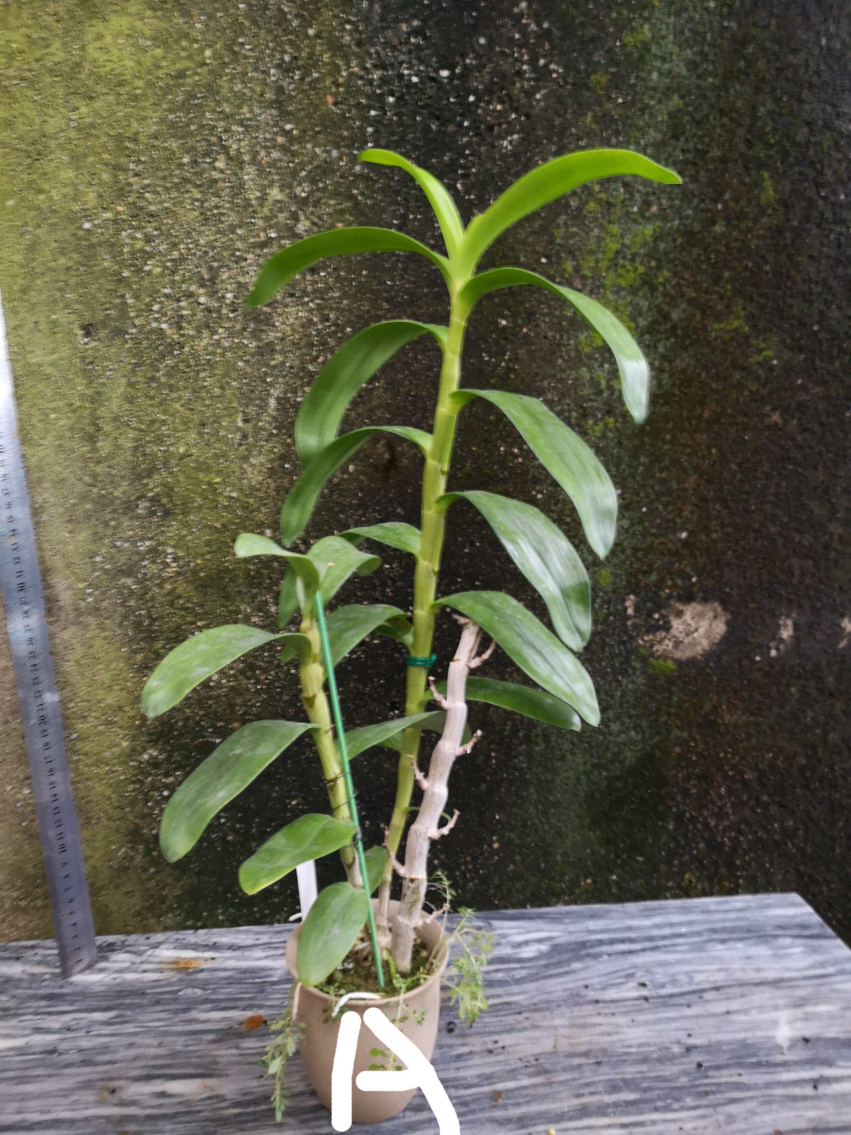 denhoneymoonsonat索纳大花石斛兰花洋兰时令草本花卉