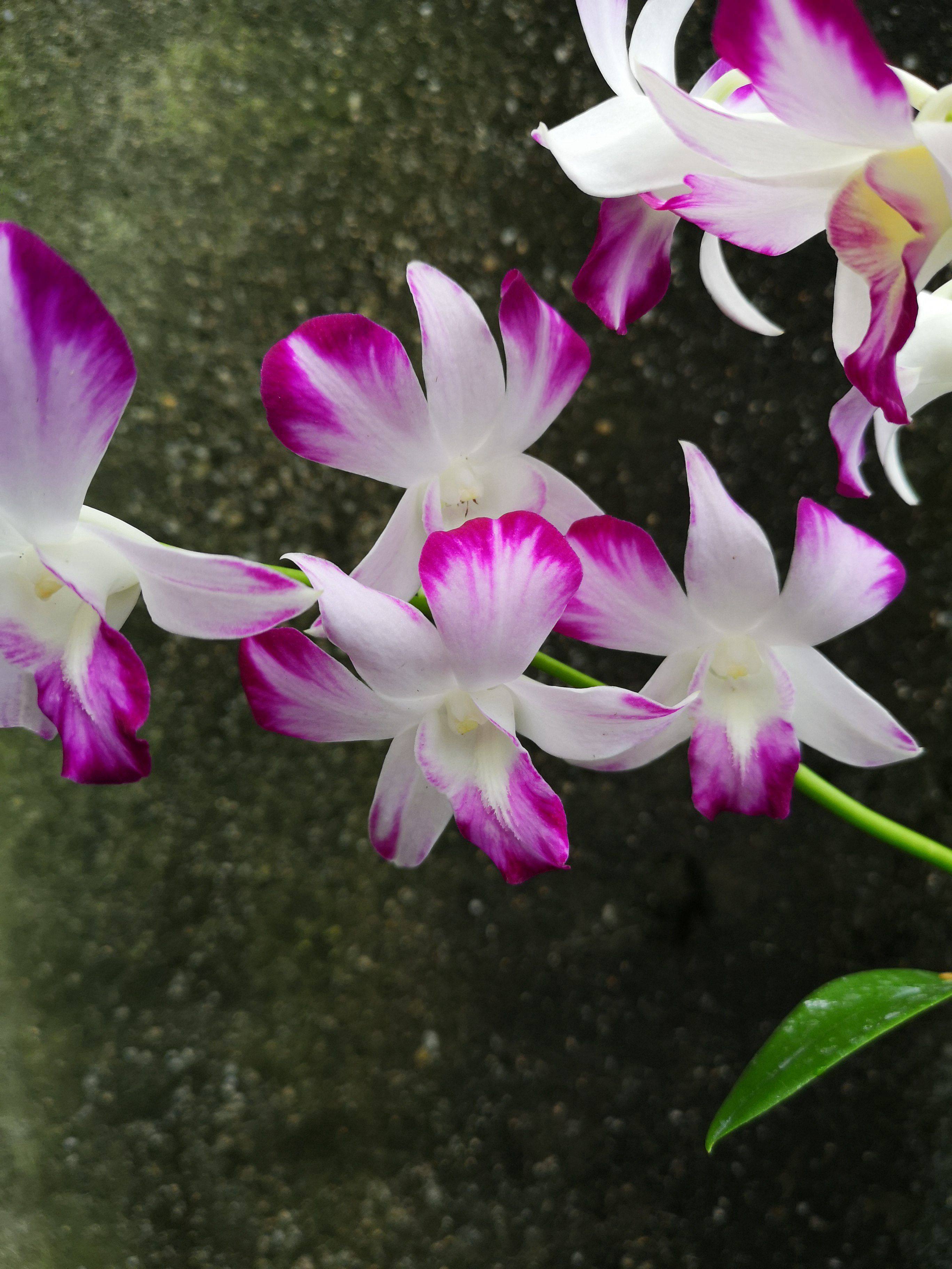 番茄雅韵densonia梦娇泼墨石斛兰花洋兰时令草本花卉