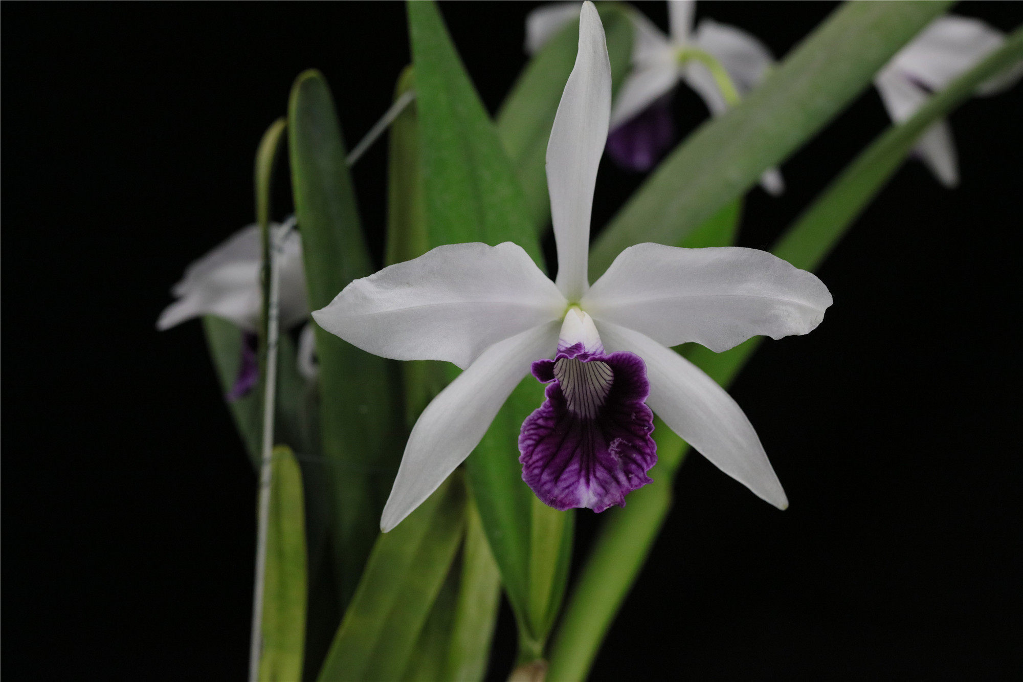 番茄雅韵purpurataschusteriana紫调婆婆卡特卡特兰兰花洋兰花卉