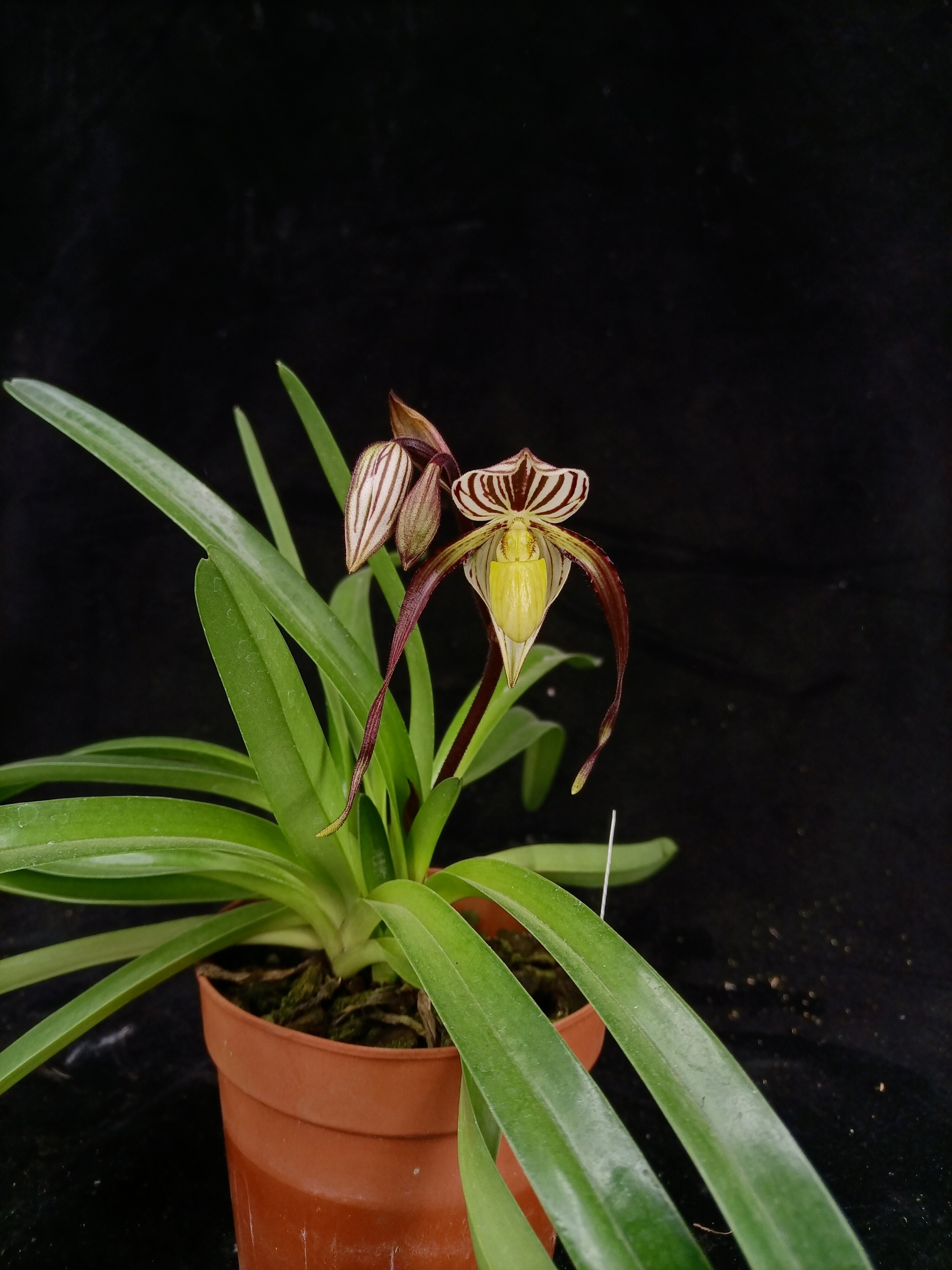 番茄雅韵paphphilippinense菲律宾兜兰原种兰洋兰兰兰花花卉