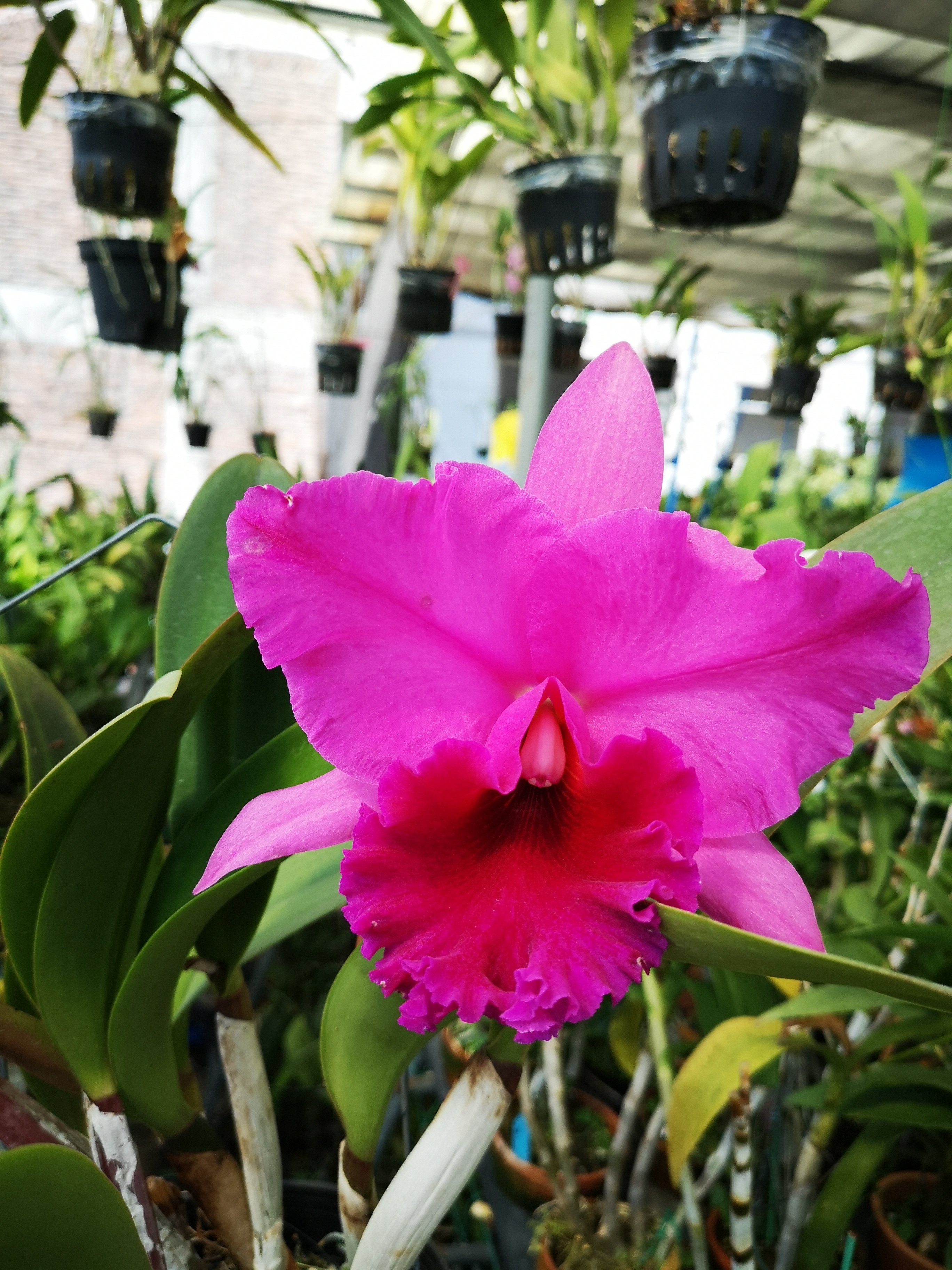 番茄雅韵rlcpeach红桃叶艺大卡特兰兰花洋兰时令草本花卉