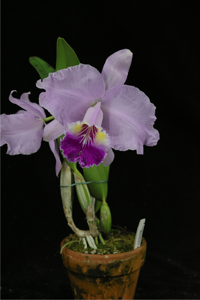 番茄雅韵堂clueddemannianaextraround特圆路德原种卡特兰花