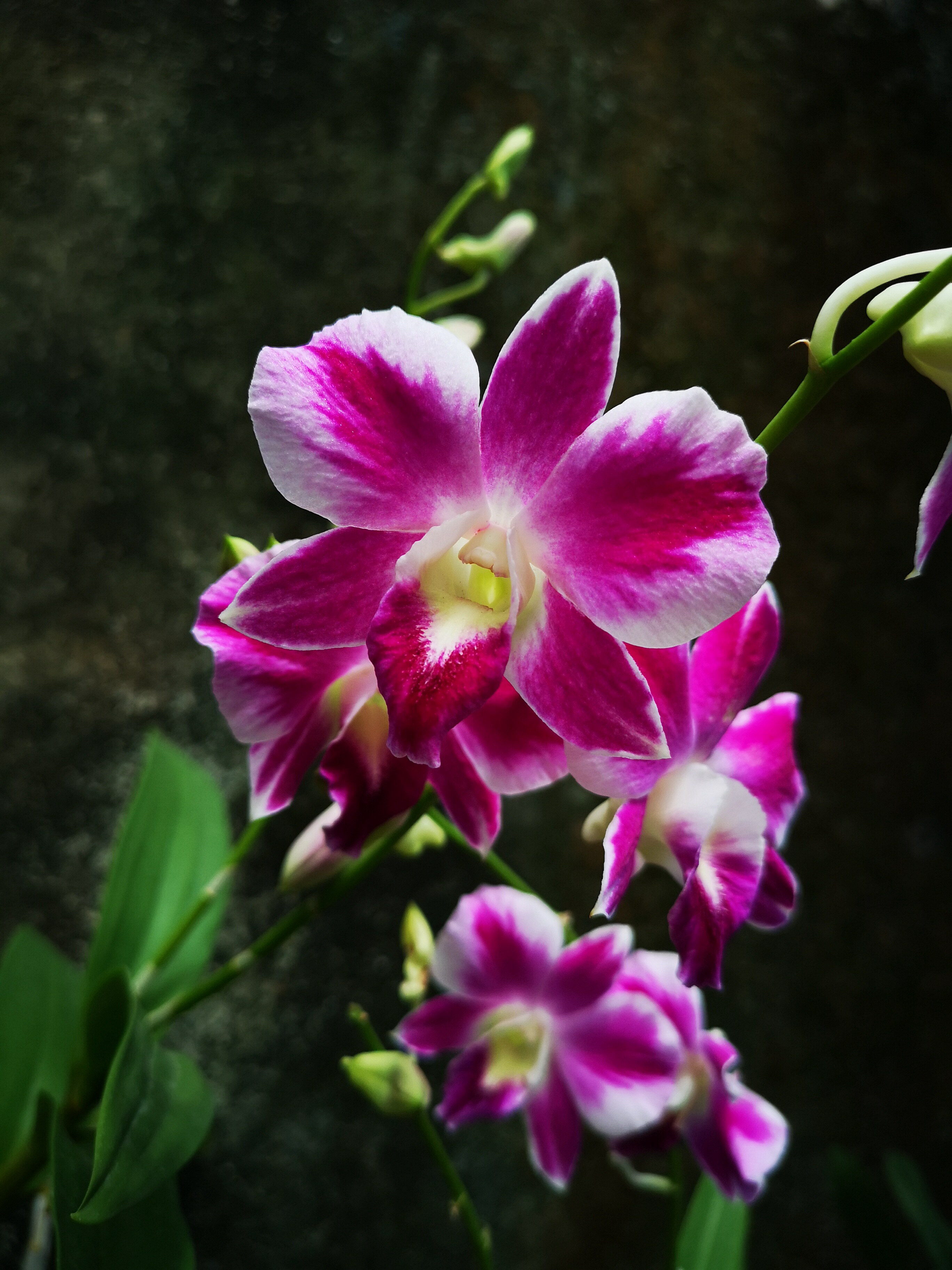 雅韵番茄denekapolmutation红宝石泼墨石斛兰花时令草本花卉