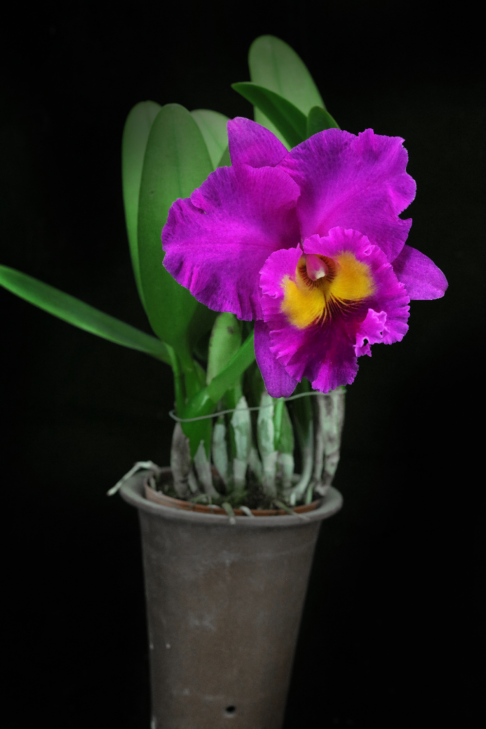 番茄雅韵rlcpinkempressbrightsun日盛卡特兰兰花国兰