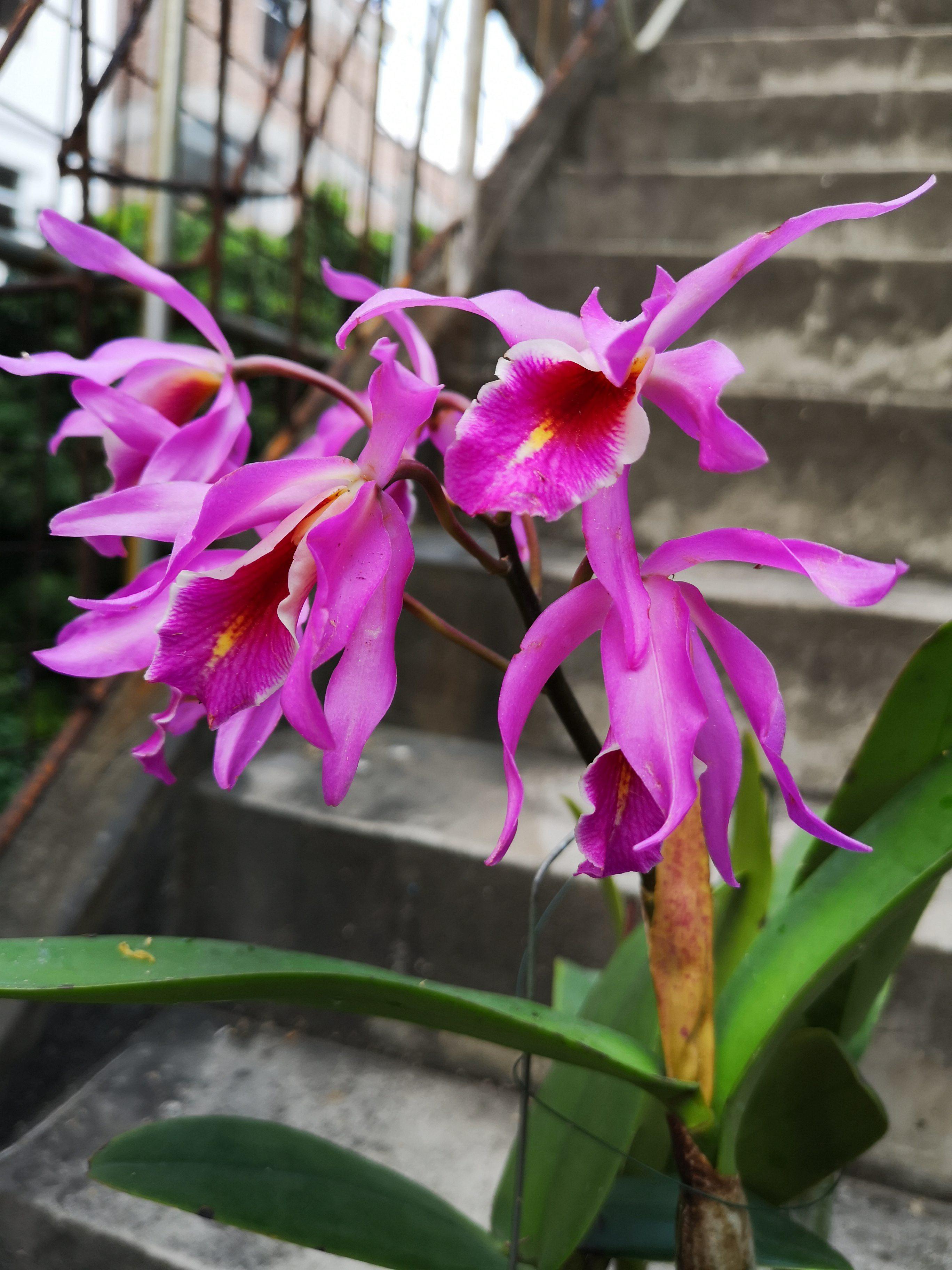 番茄雅韵cmaxare玛莎莎尔多花卡特兰兰花洋兰花卉