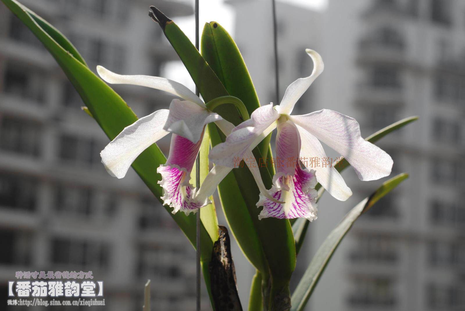 varmaxima半白西玛玛克风格:广东 广州发货地:每300减30折后06620