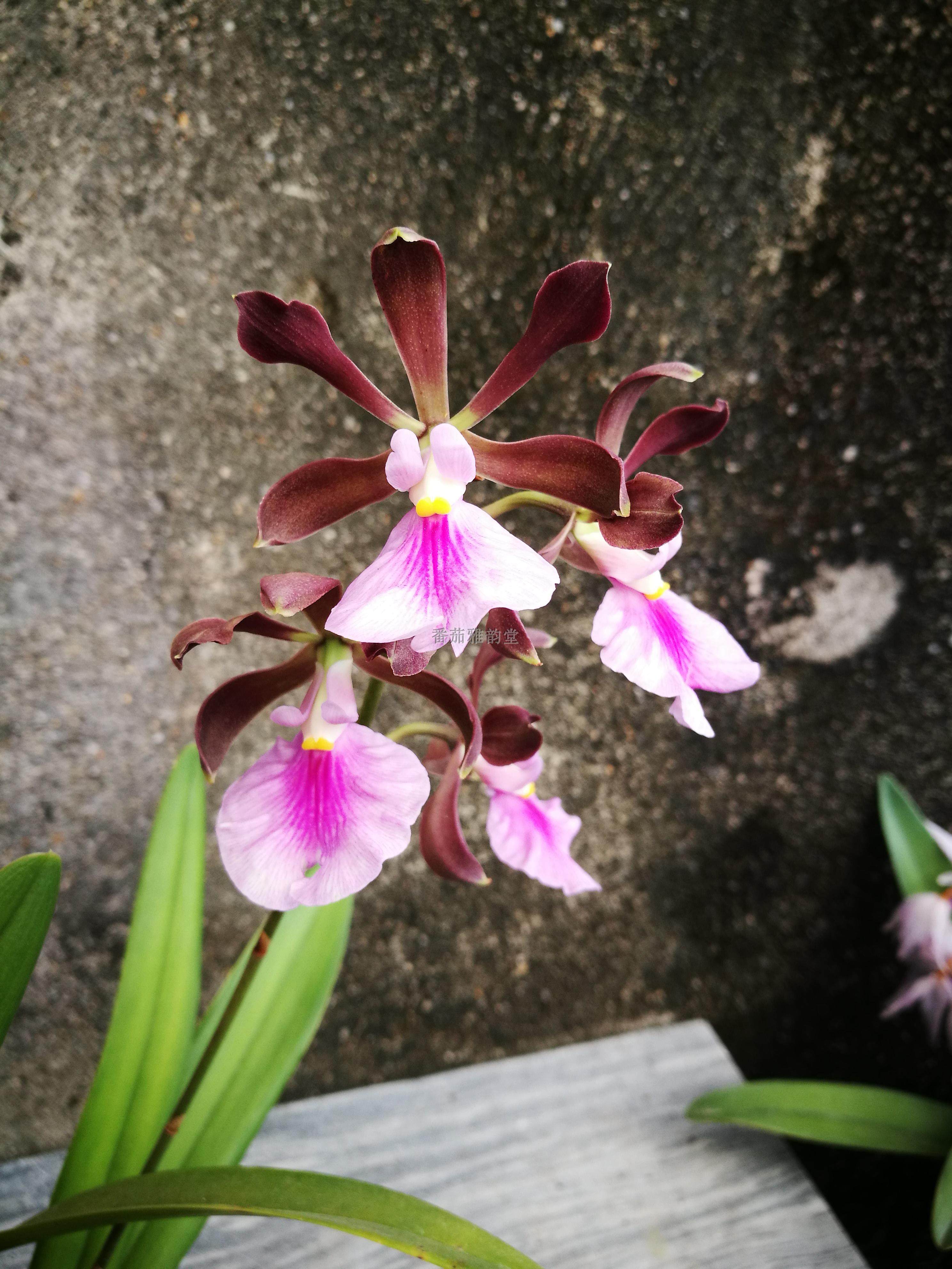 顺丰包邮enccordigera红花鹅蛋树兰种树兰洋兰兰国兰