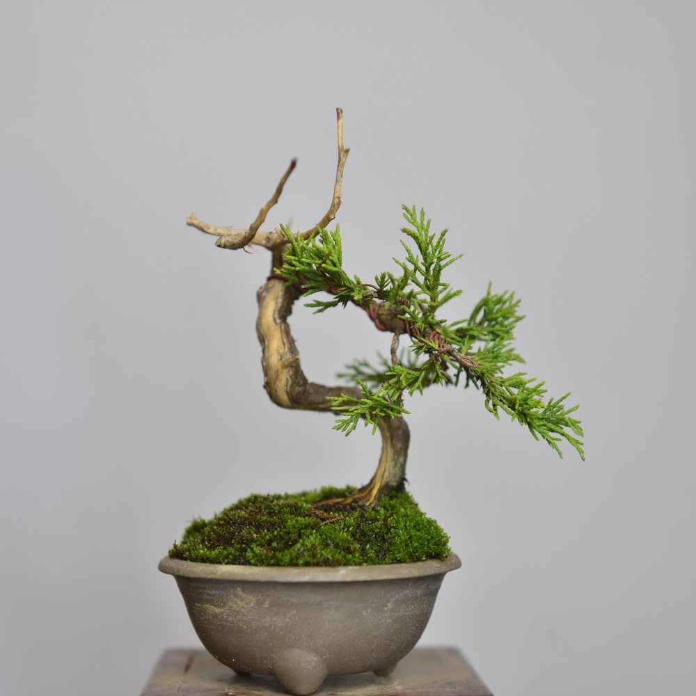 中国记忆日本系鱼川真柏小品微型阳台楼顶庭院绿植