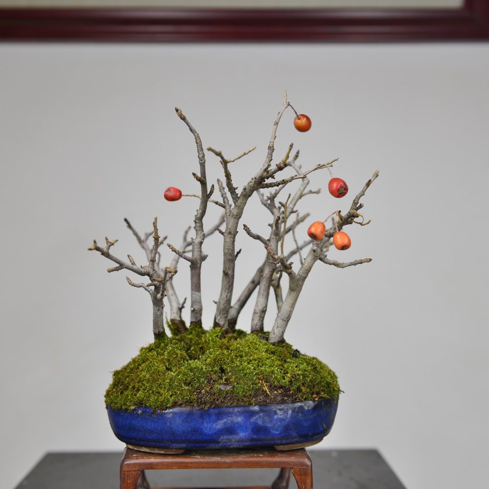 盆景日本中国记忆石楠小品果类微型进口现货绿植