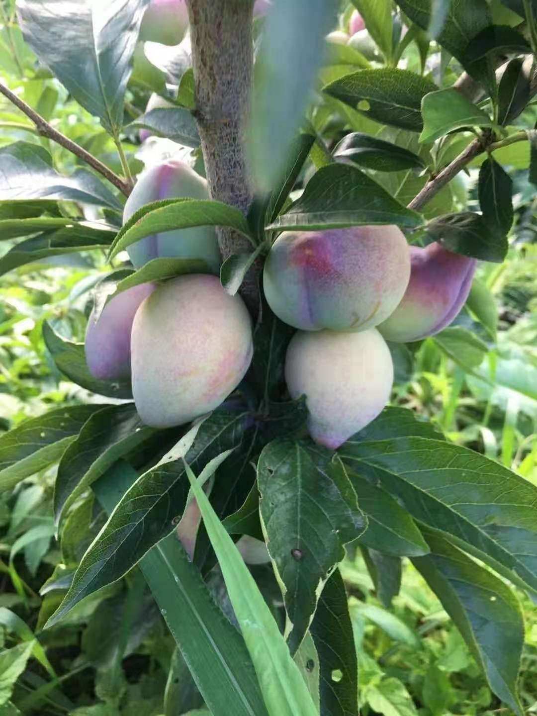 李子2022东北干碗鸡心3斤新鲜水果桃李干瓢李子