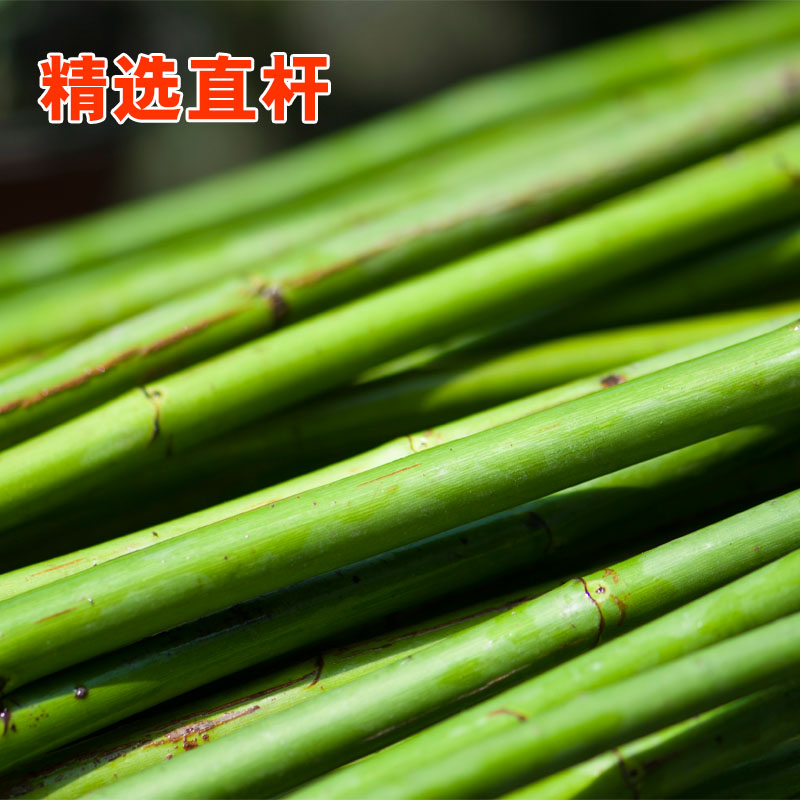 杆子无刺蔷薇带根树桩月季嫁接砧木小棒棒棒糖时令草本花卉