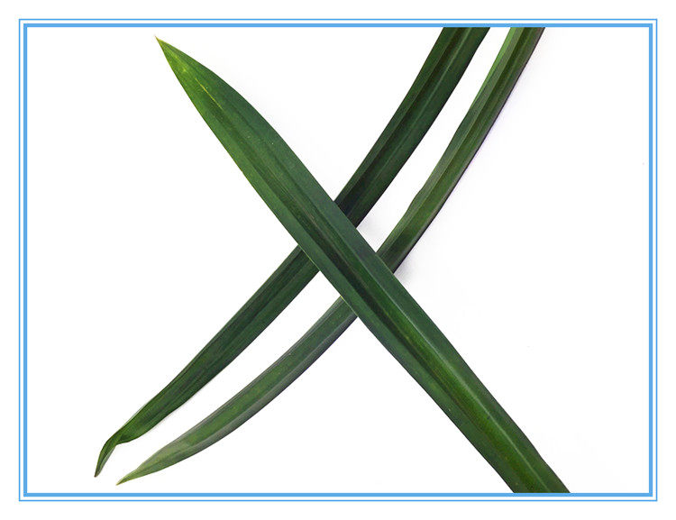 泰国进口新鲜香兰叶斑兰叶斑斓叶pandan500g 四份多省包邮