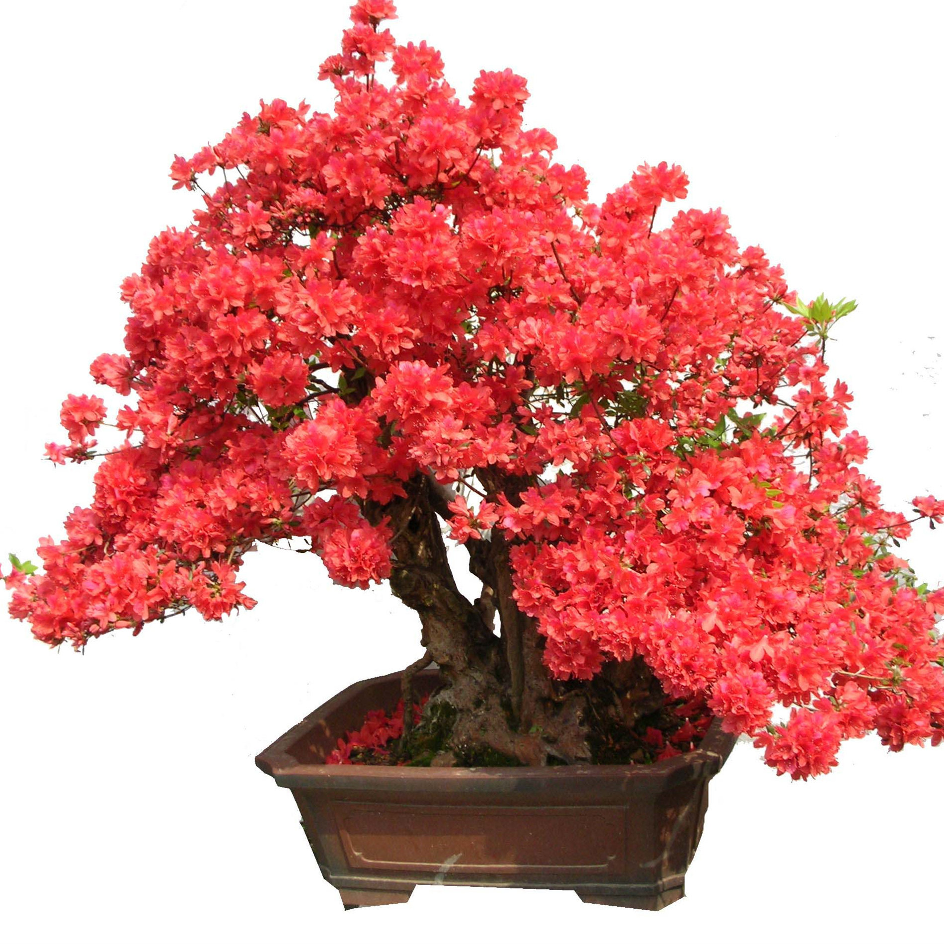 映山红盆景杜鹃花盆景熟桩红花树桩盆景室内花卉绿植盆栽