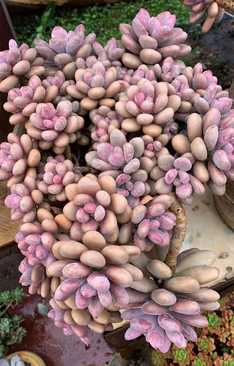 植物艾伦悬崖老桩爆盆多头群生一物一拍多肉多肉植物