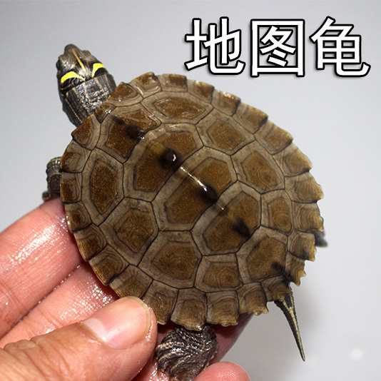 疯狂外塘地图苗龟小乌龟活体深水龟头观赏长寿龟龟