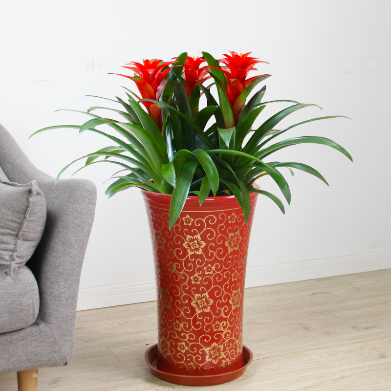 红心凤梨梨花开业乔迁送礼鸿运当头厦门盆栽花卉绿植