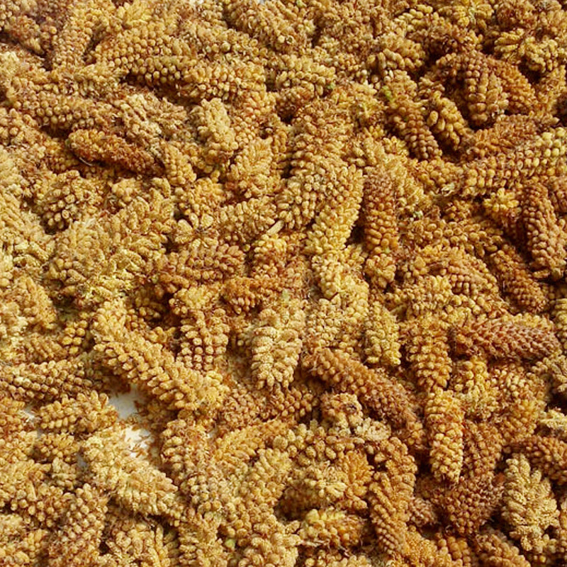 太行山新款250g无添加头道新货婴儿天然野生食用松花粉