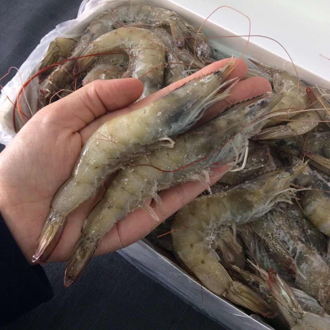 锦州特产海鲜大虾单只船上鲜活汽冻非盐新鲜冻虾