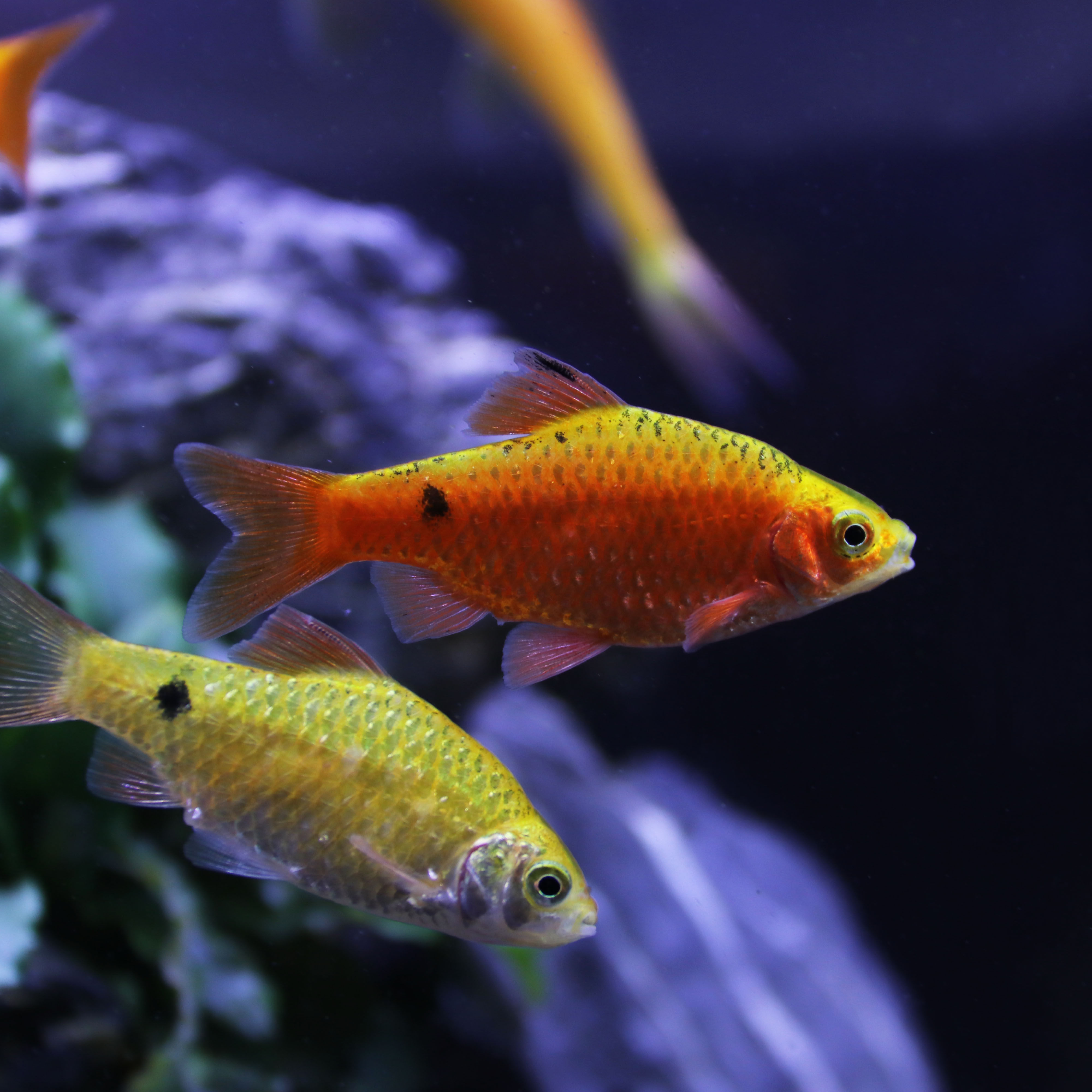 金元宝水耐小鱼练手冷水套餐淡水混养小型活体鱼