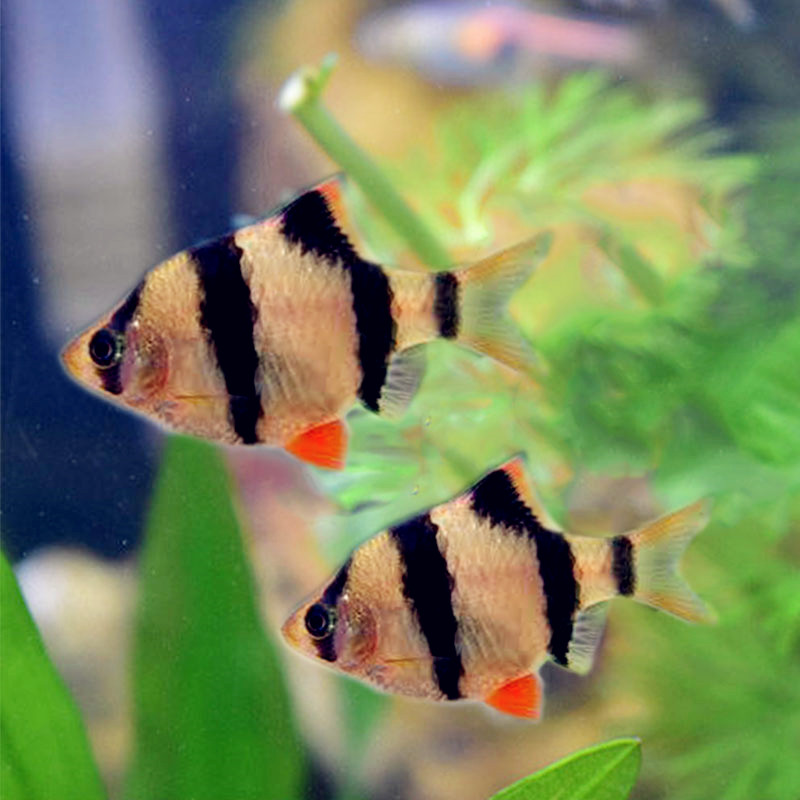 虎皮鱼群耐活好养金鱼宠物四间小型淡水鱼活体鱼